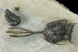 Spiny Walliserops Trilobite With Gerastos - Foum Zguid, Morocco #154307-2